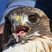 Red-tailed Hawk